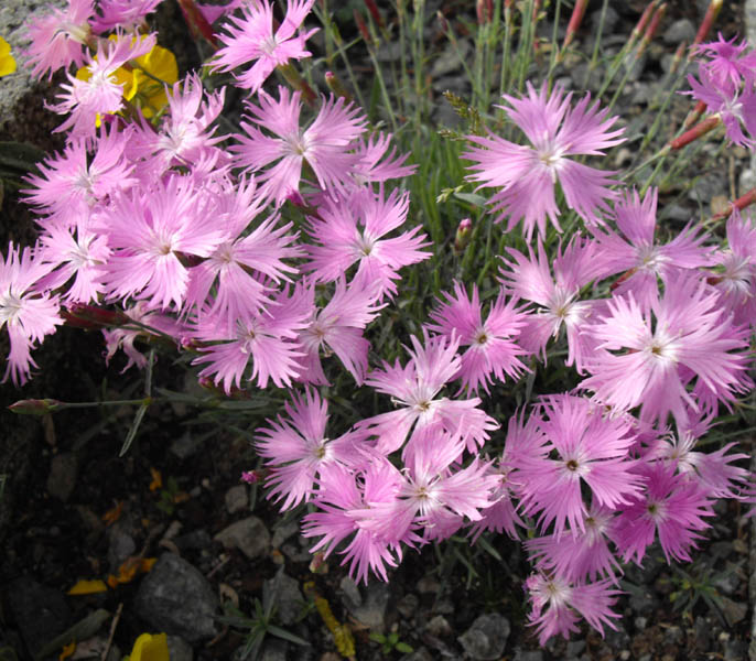 Dianthus sternbergii 4